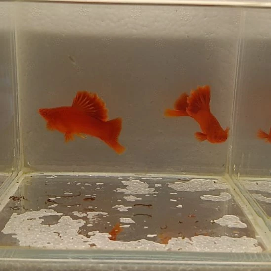 红剑鱼用****1高鳍红剑观赏鱼