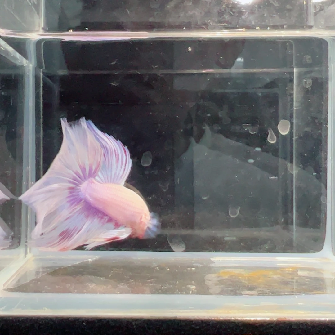 斗鱼浅色仙仙裙特殊尾