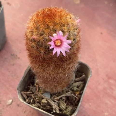 红刺嘉文丸3仙人球