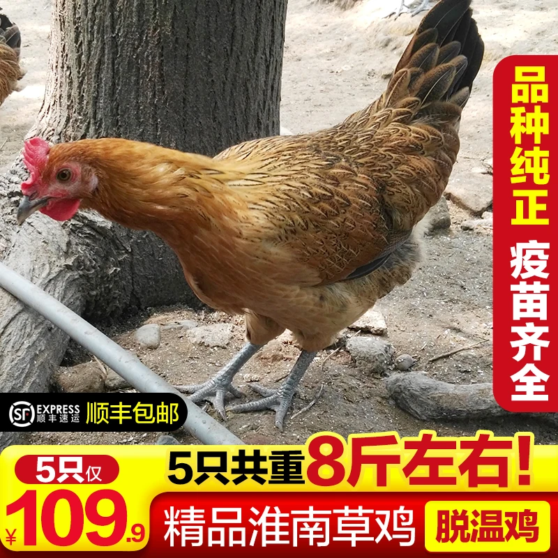 青年淮南草鸡 宠物鸡 5只装 （5只8斤重左右） sdg