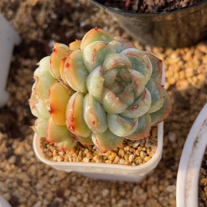 起司芝士 夏鸣园艺