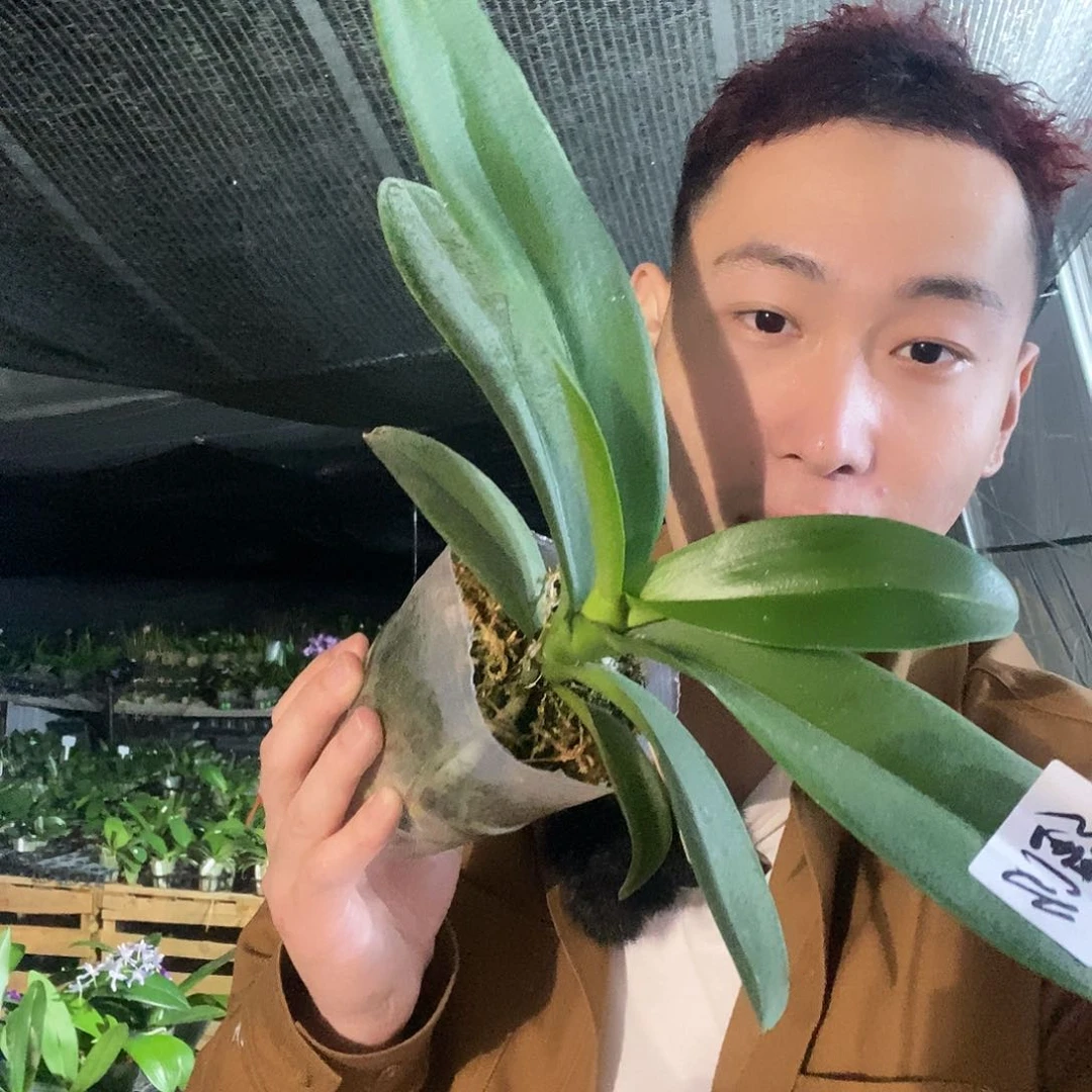 无花朵幻影蝴蝶兰