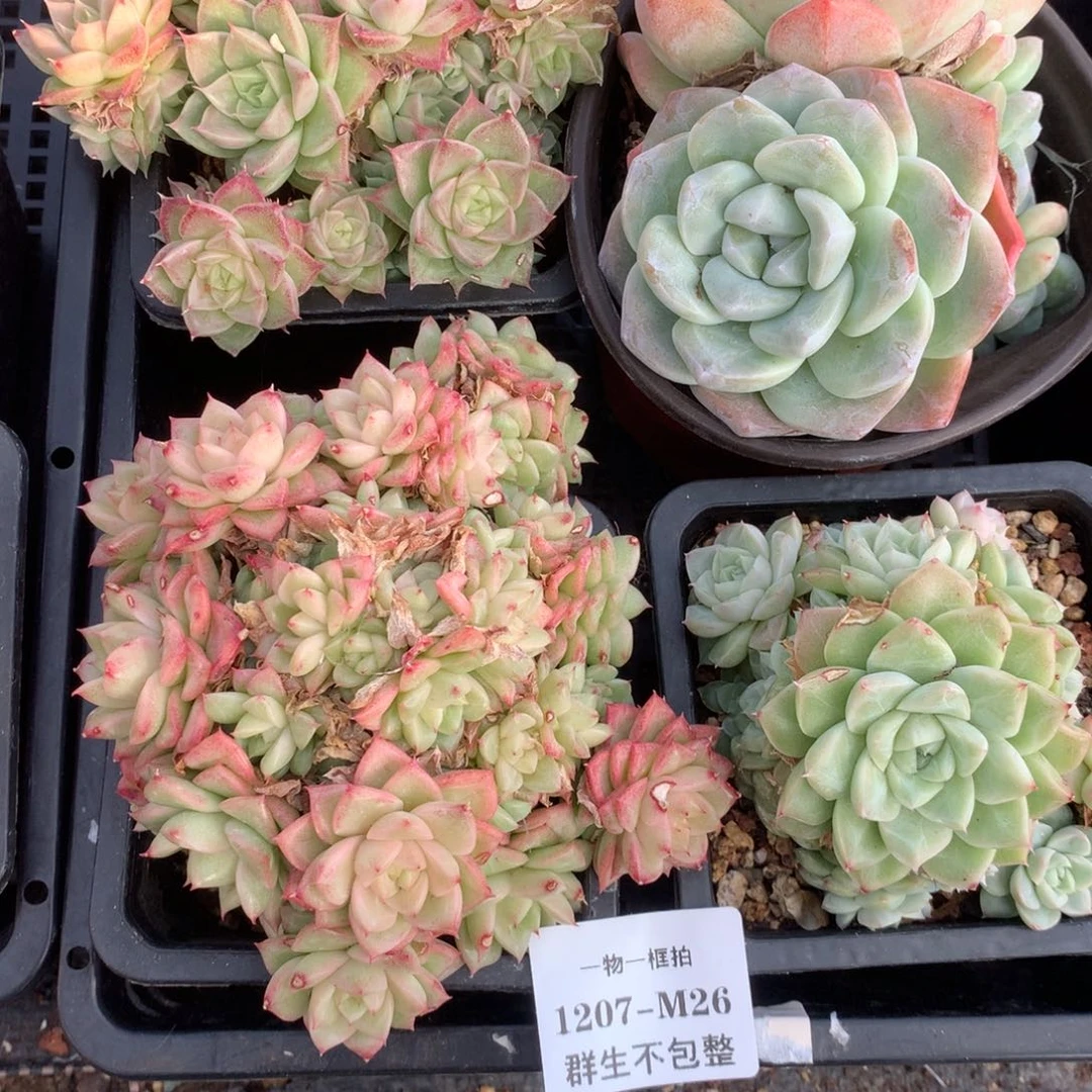 -物一框拍 1207-M26 群生不包整4颗