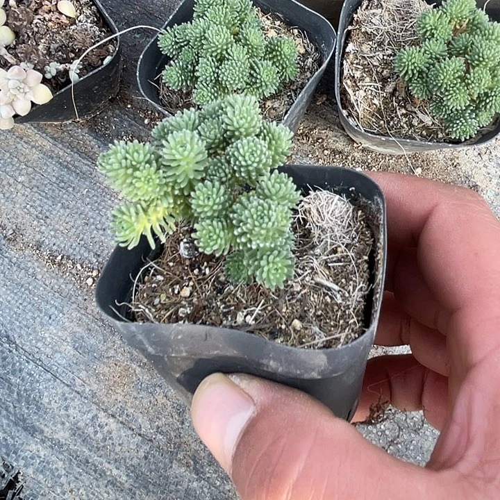 老桩球松满25包邮