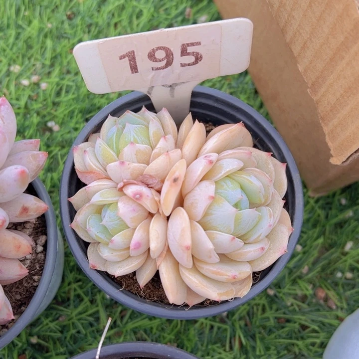 健健康康平平安安