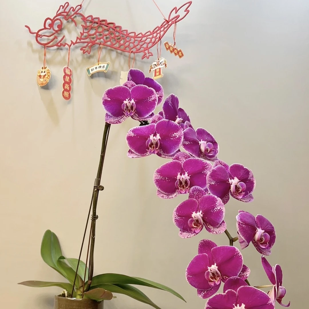 【蝴蝶兰—大财主】瑕疵苗（未开花）有返祖变异概率，