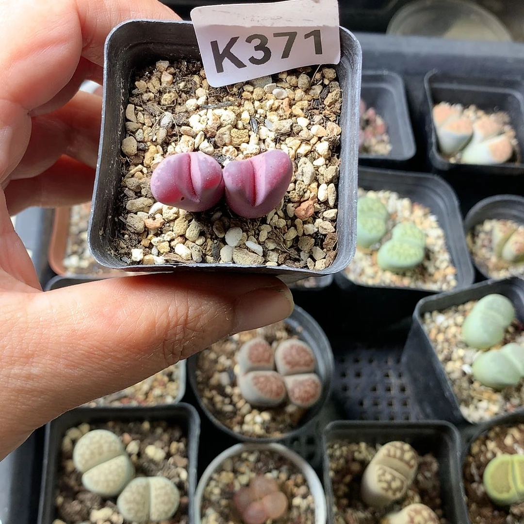 萍*?K371多肉植物保护