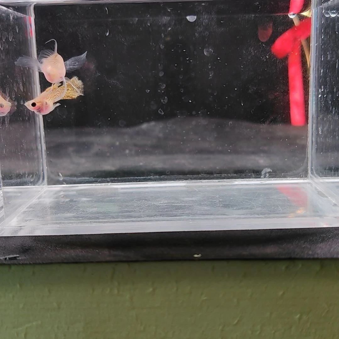 孔雀鱼编号39黄蕾丝玻璃猫球C