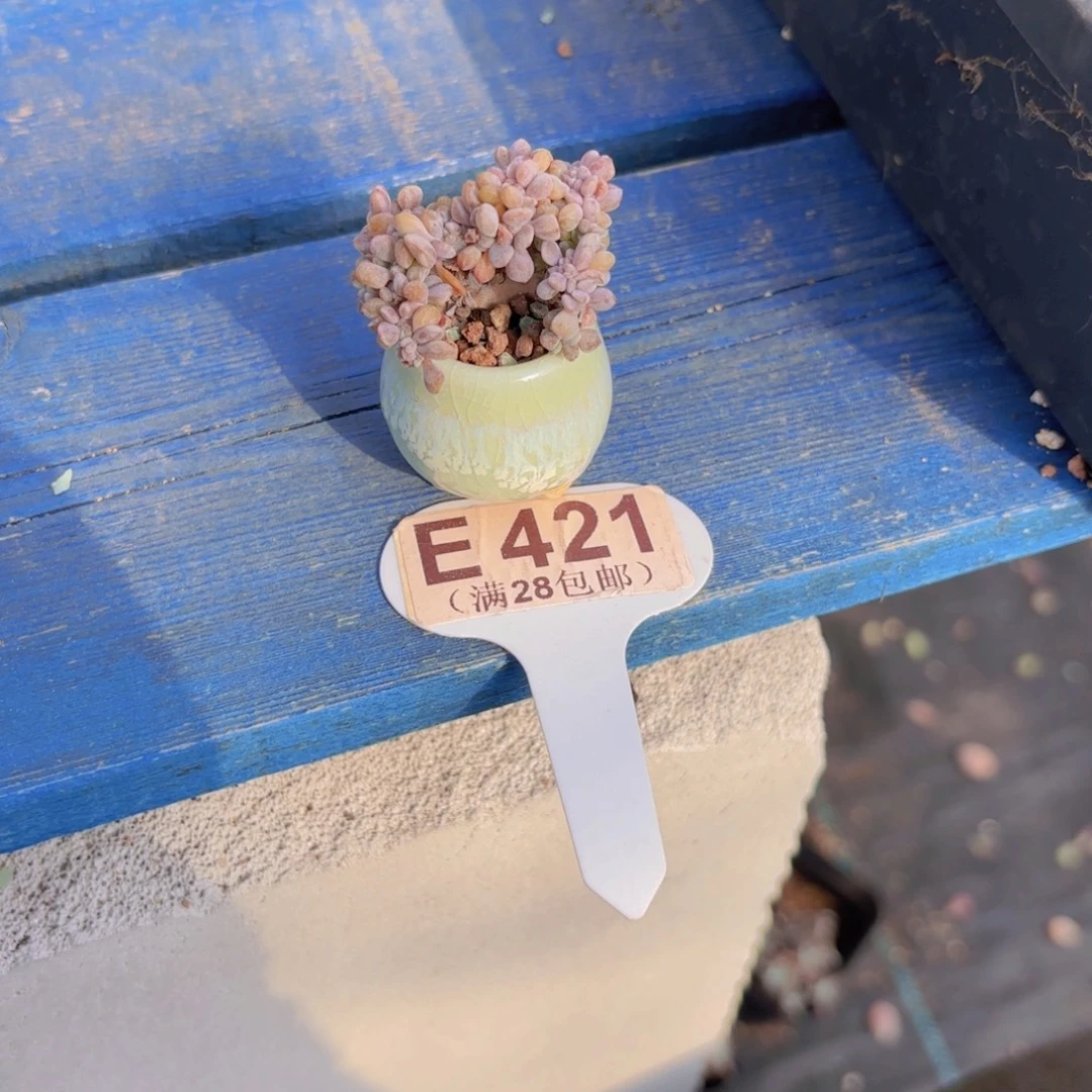 E421雪精灵缀一物一拍