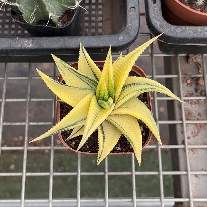 当前无花朵，栽培后可花朵