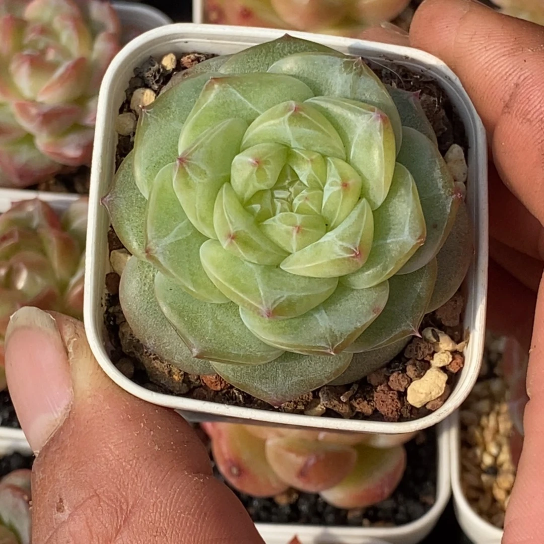 天官赐福百无禁忌