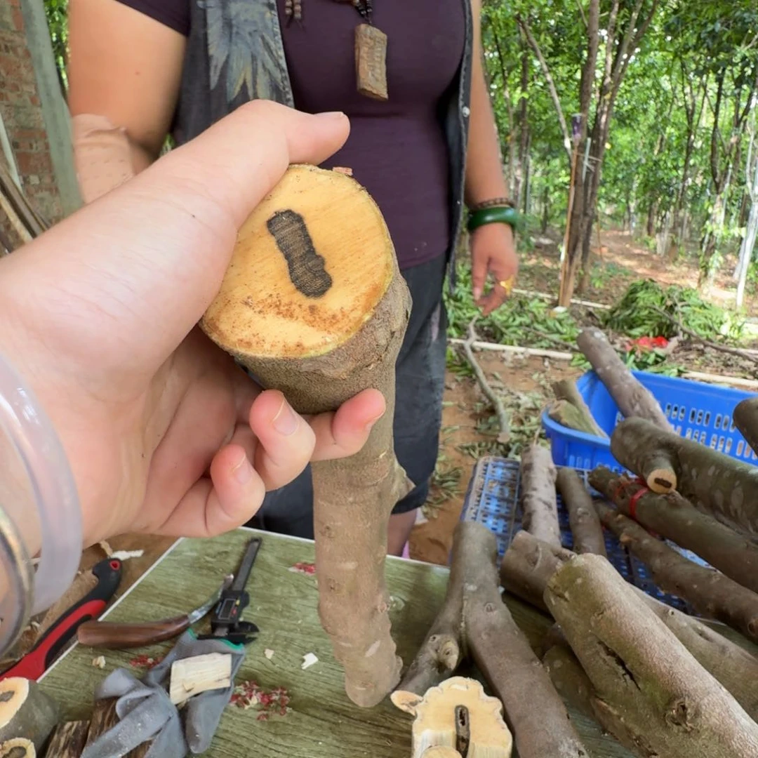 线香奇楠沉香原木