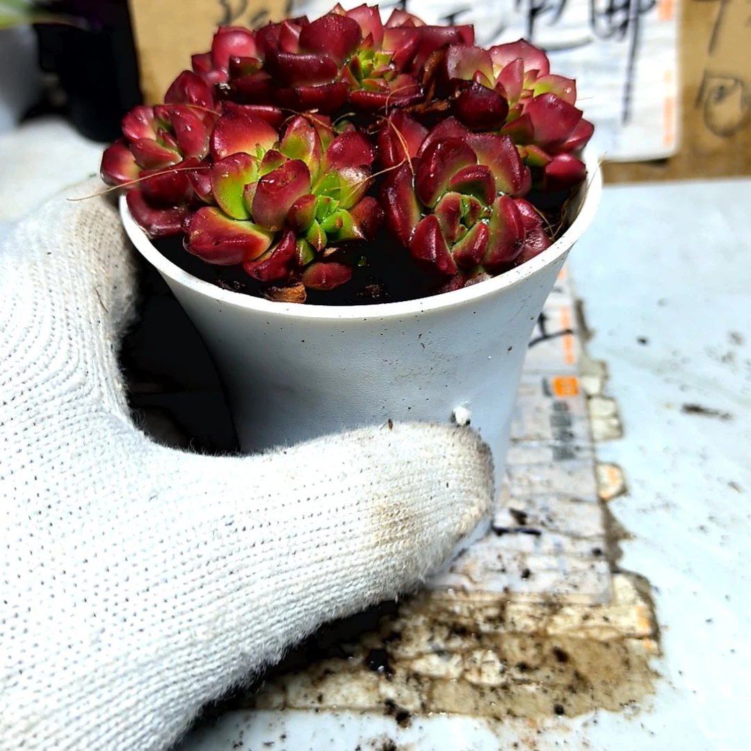 满9元包邮，火焰蒂亚七颗无售后