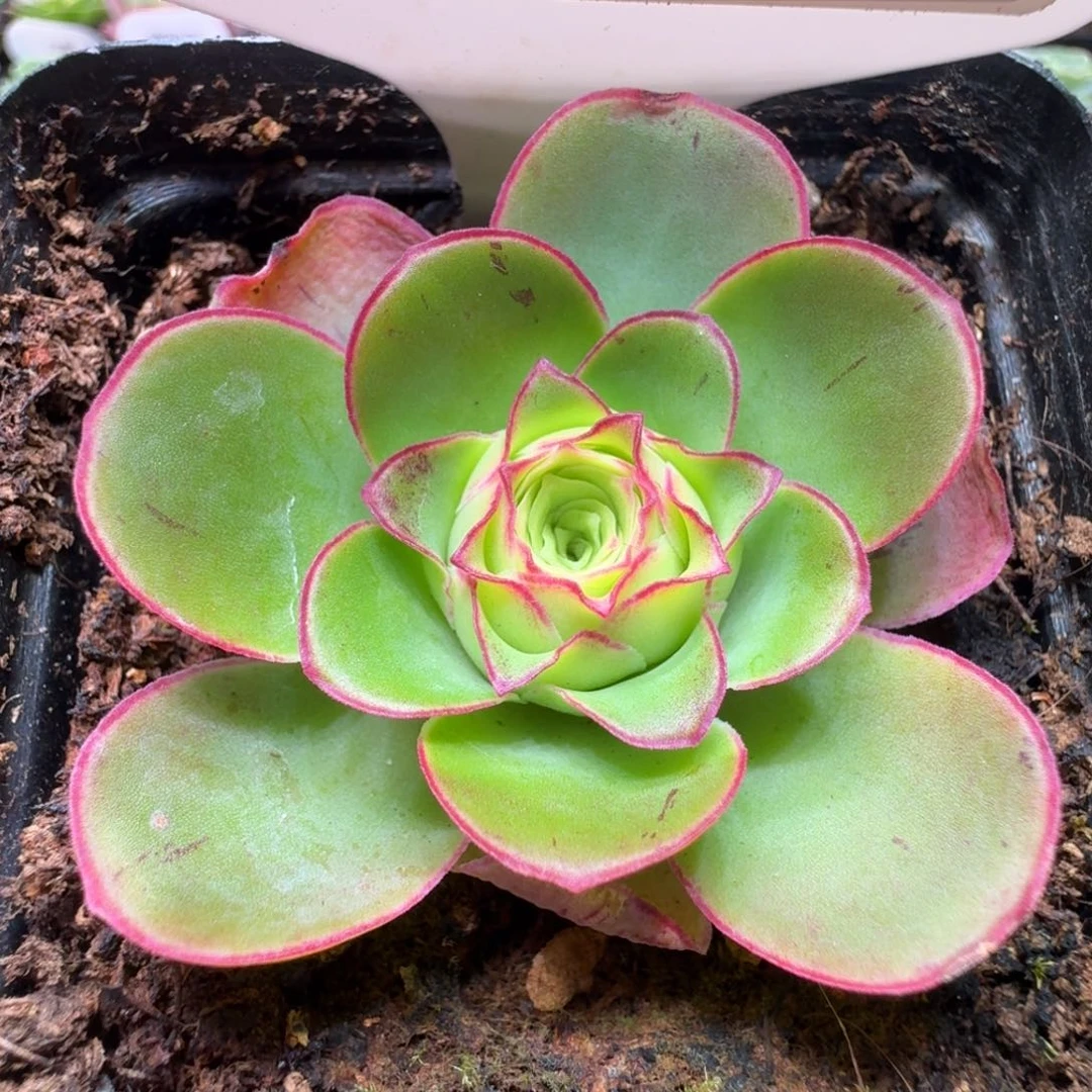 楹楹-032冠幅 4CM