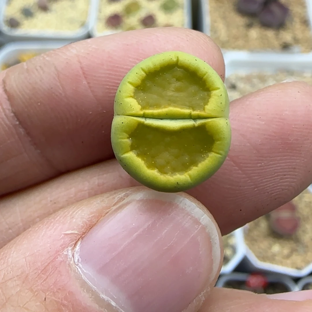 稍缺水丝绒黄巴黎绿菊福利