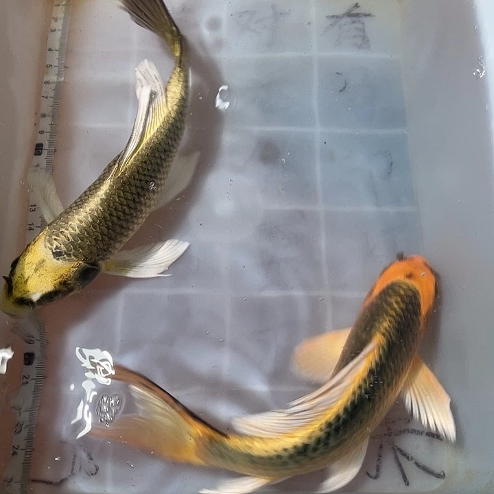 蝴蝶鲤鱼渔场直发97