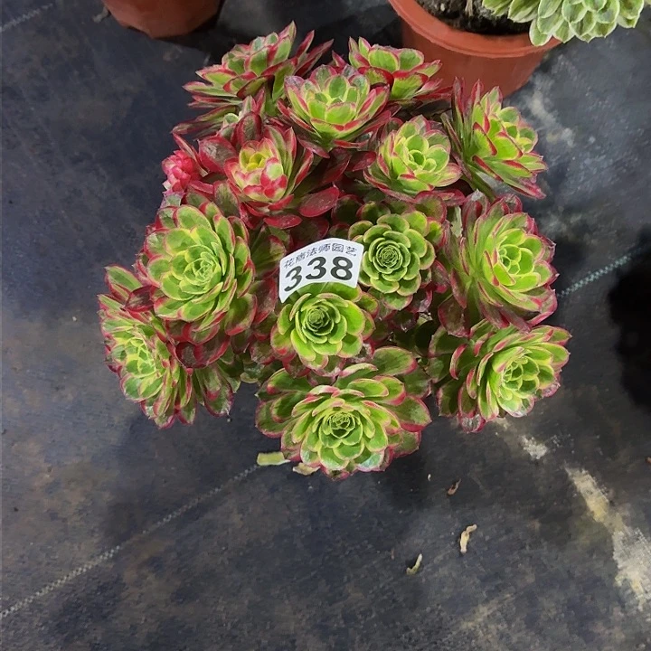 无铅玻璃海神33800000