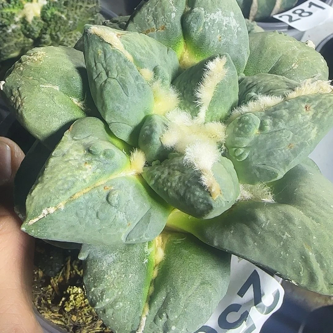 大怒涛258仙人球开花