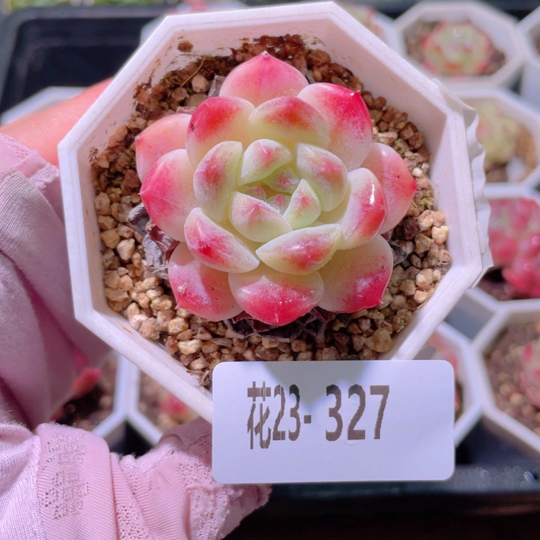 花利美23-327秘境冰魄