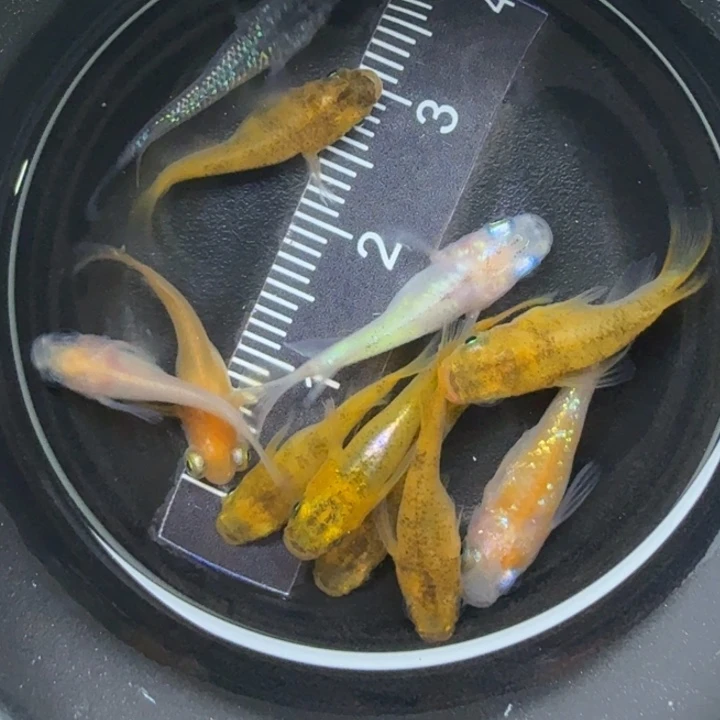 青鳉鱼混搭球球20号