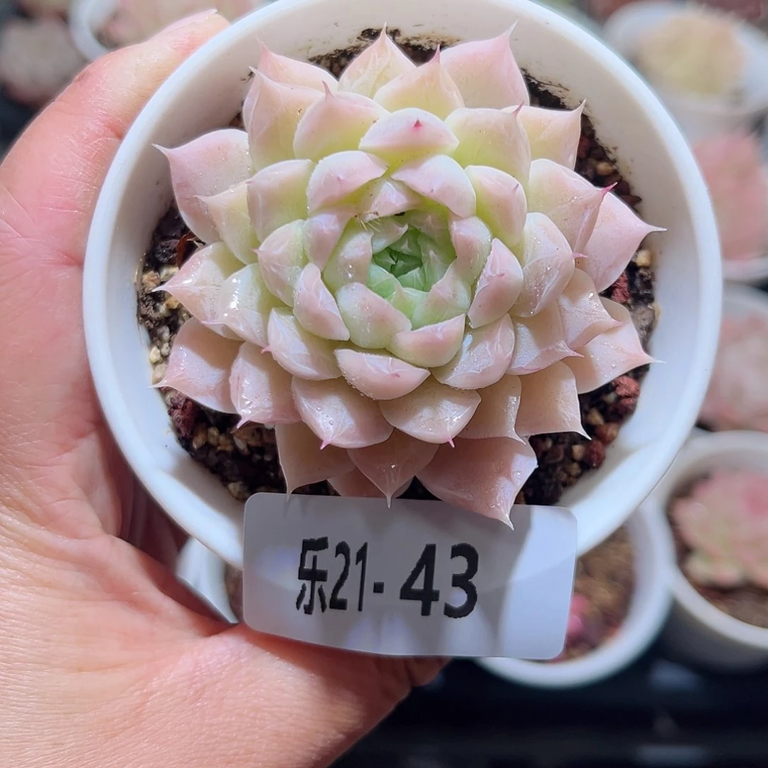 木乐21-43清浅单头