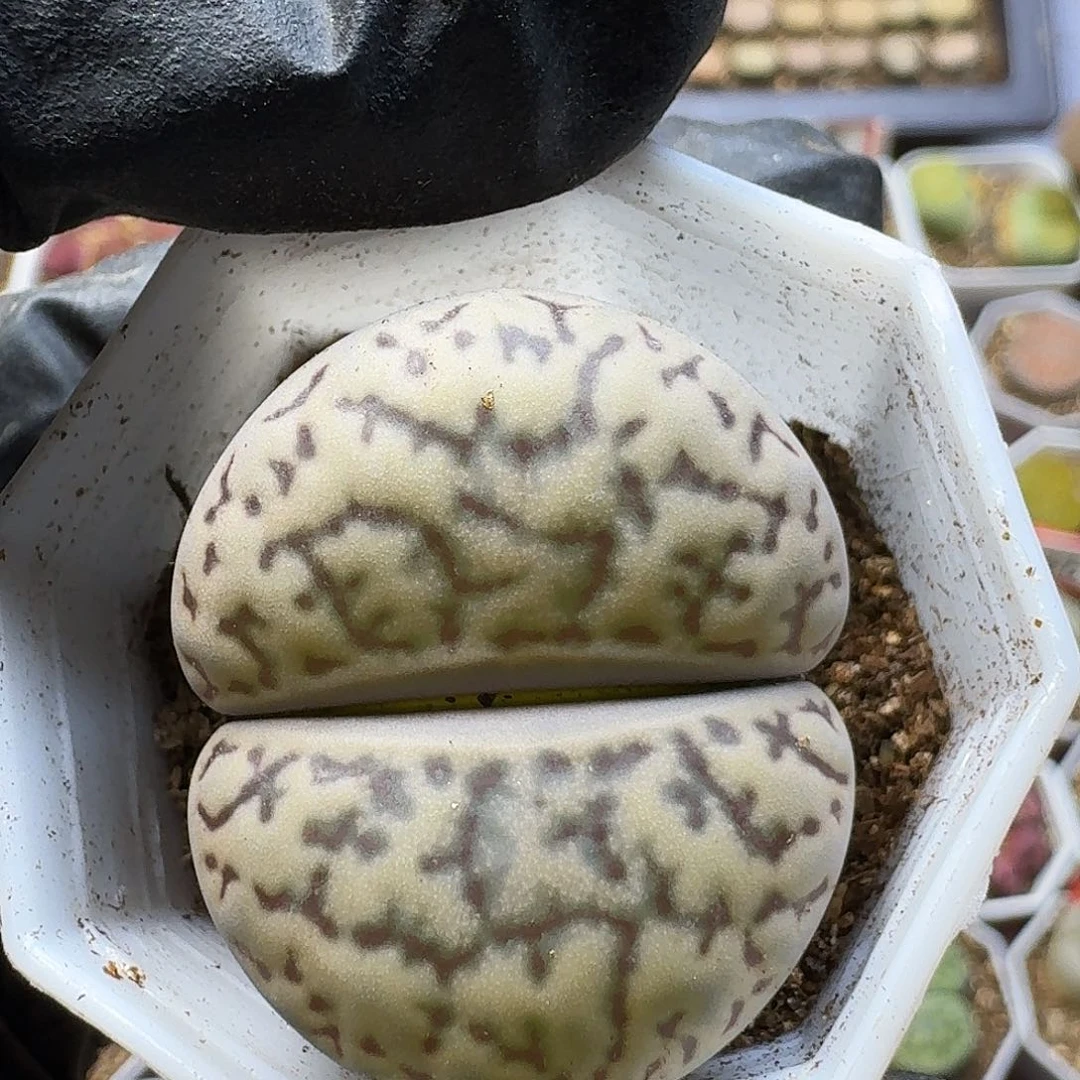 ****️生石花111111。  557