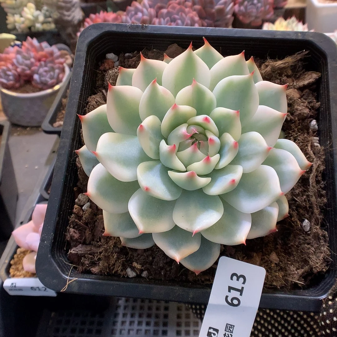 613吉娃娃锦多肉植物6666