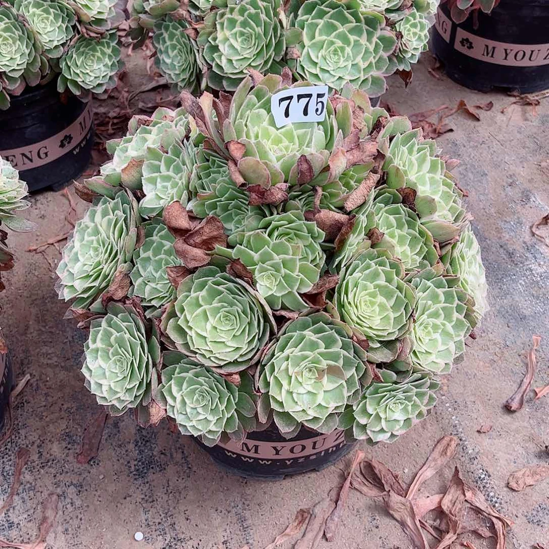 无花朵常*多肉植物万花桶775