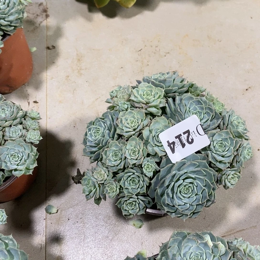 彼**开214海滨格瑞多肉植物