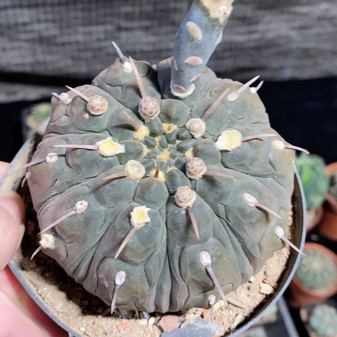 实生一本龟脸 品相自观