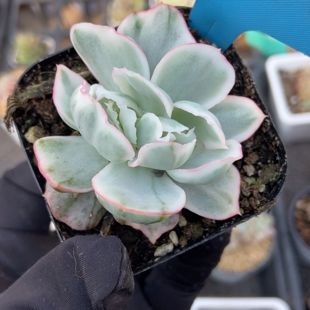 19伯克利锦多肉植物保护