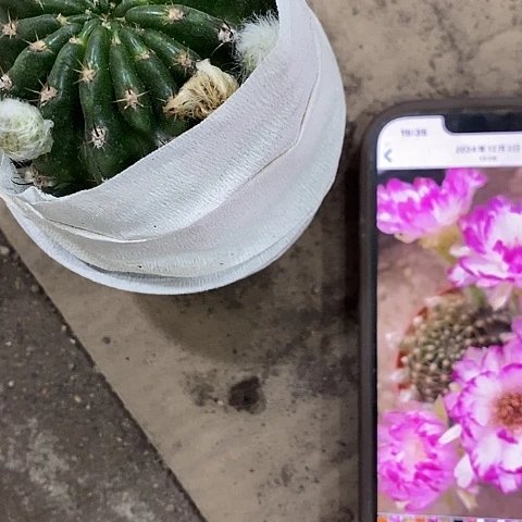 妖蝶丽花，5公分左右