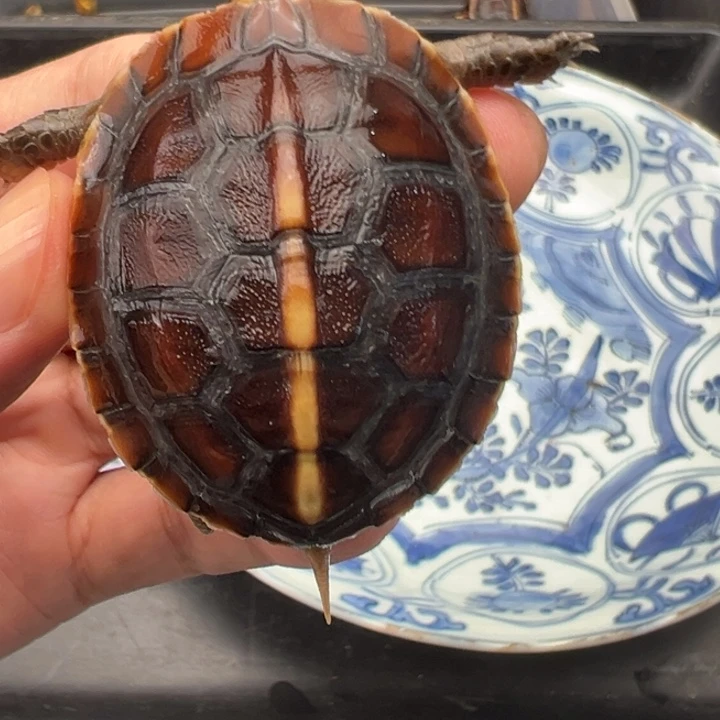 用***3绿毛龟母进不去了啊你