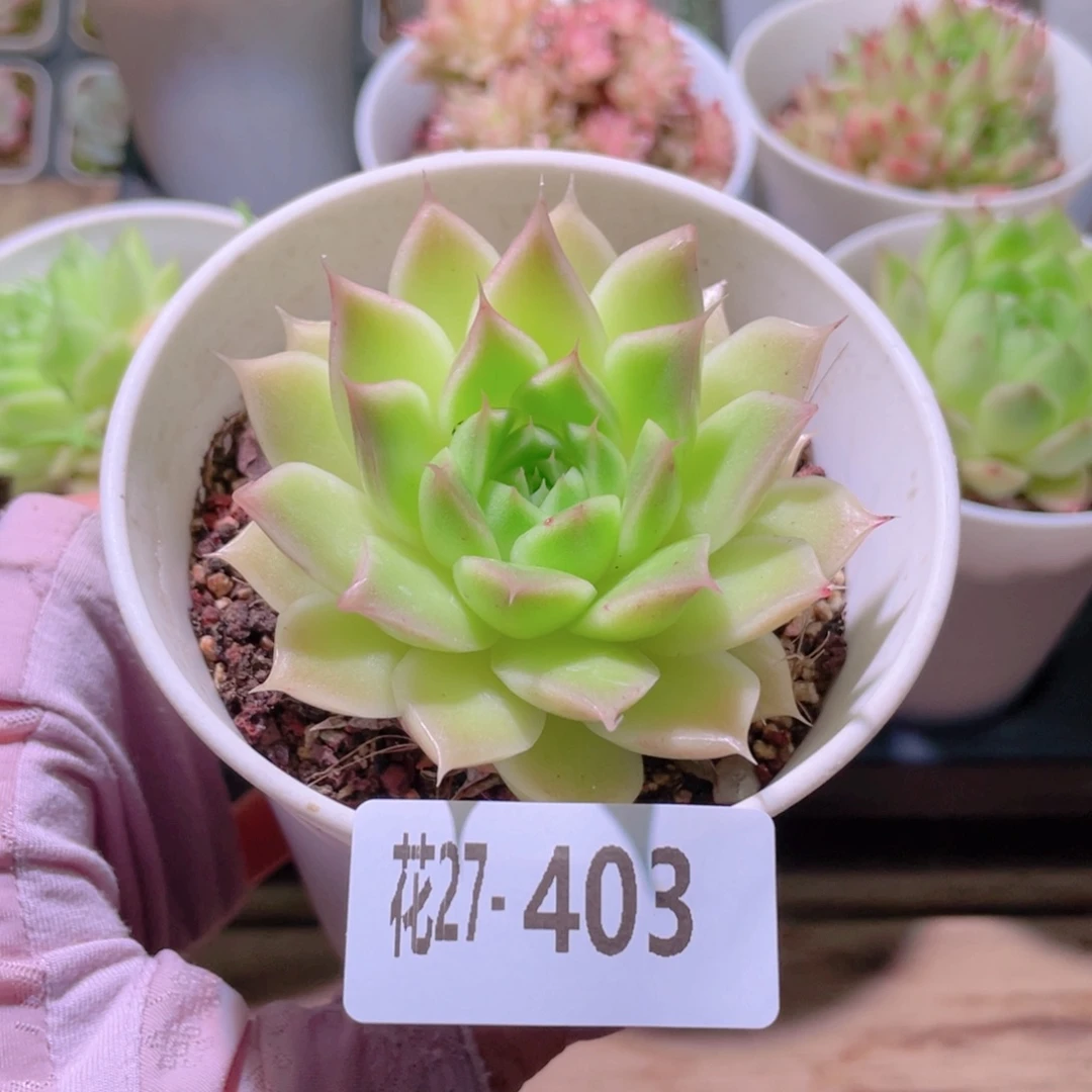 花利美27-403麦秆