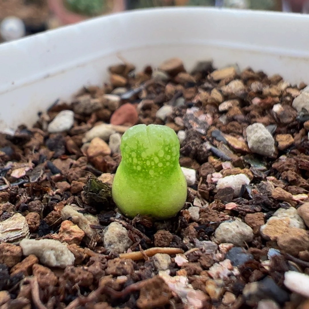 104多肉植物百科植物