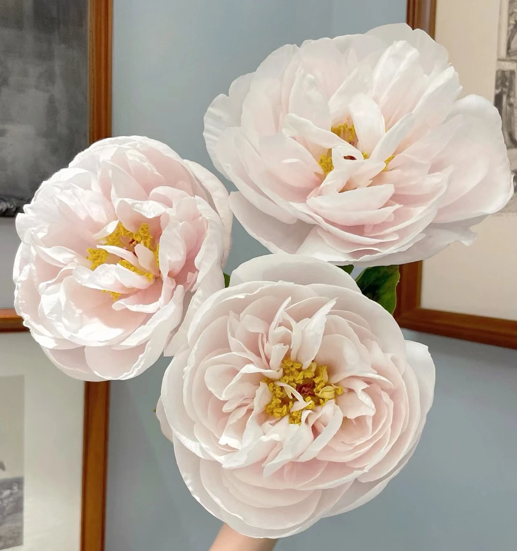 进口芍药:羞涩公主  秋季发苗