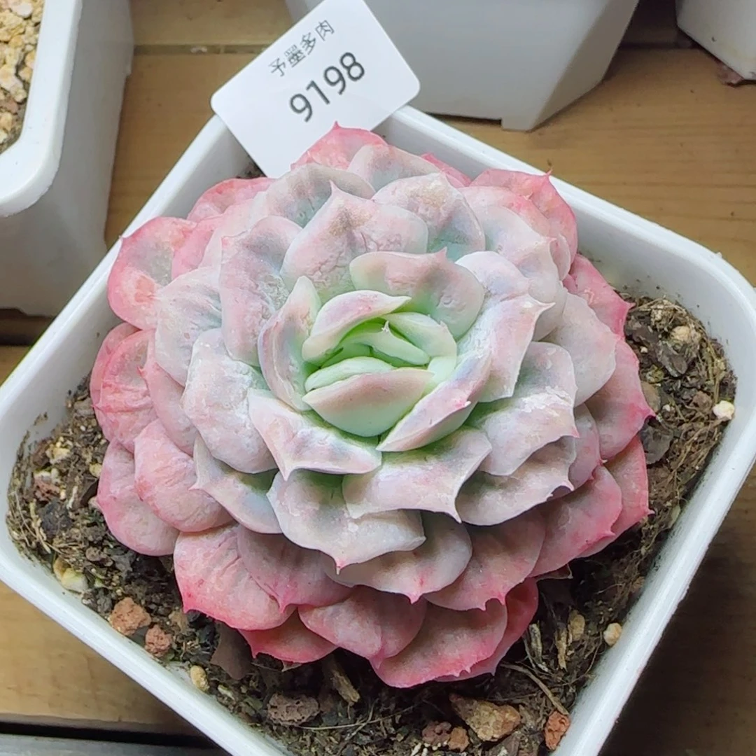 泡泡纱裙，9198多肉植物
