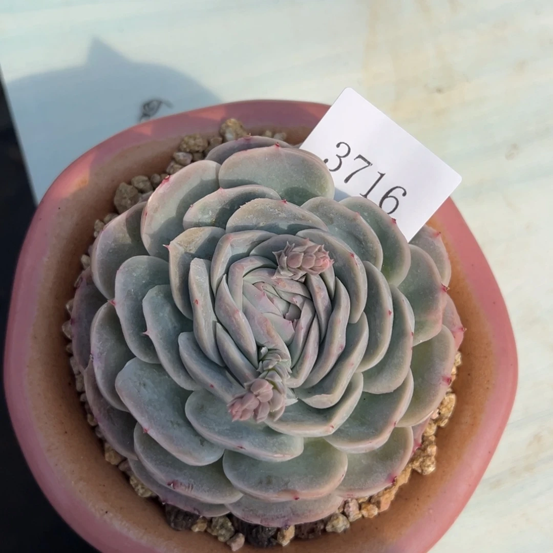 刚****坑3716多肉多多多多