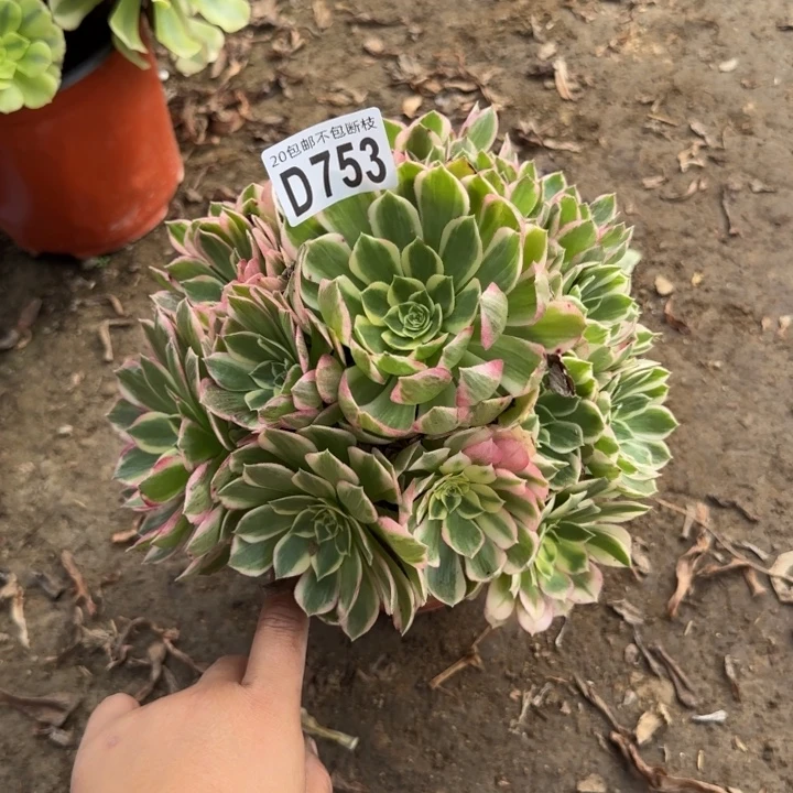 粉体海王是……多肉植物……