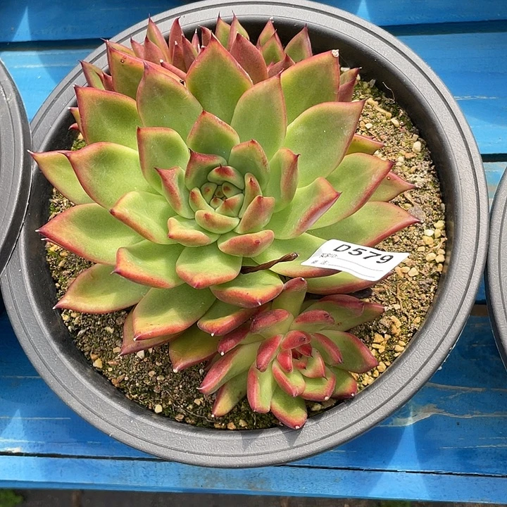 若如东云单拍D579