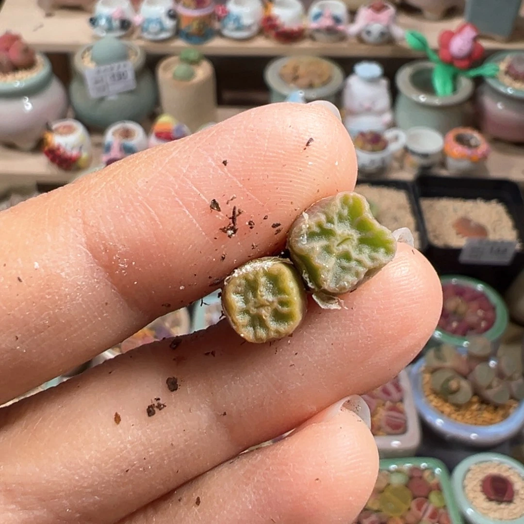 多肉植物143号烧卖