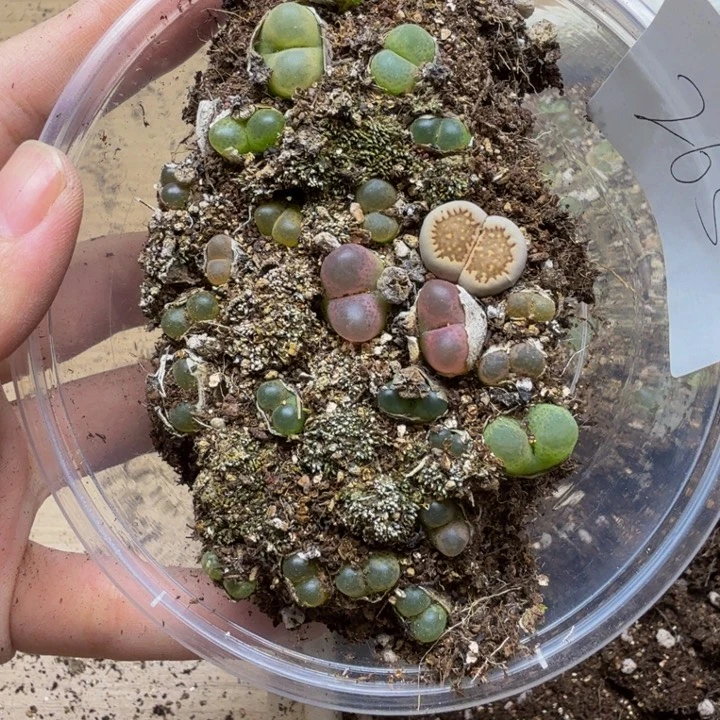 多肉植物的生长发育265