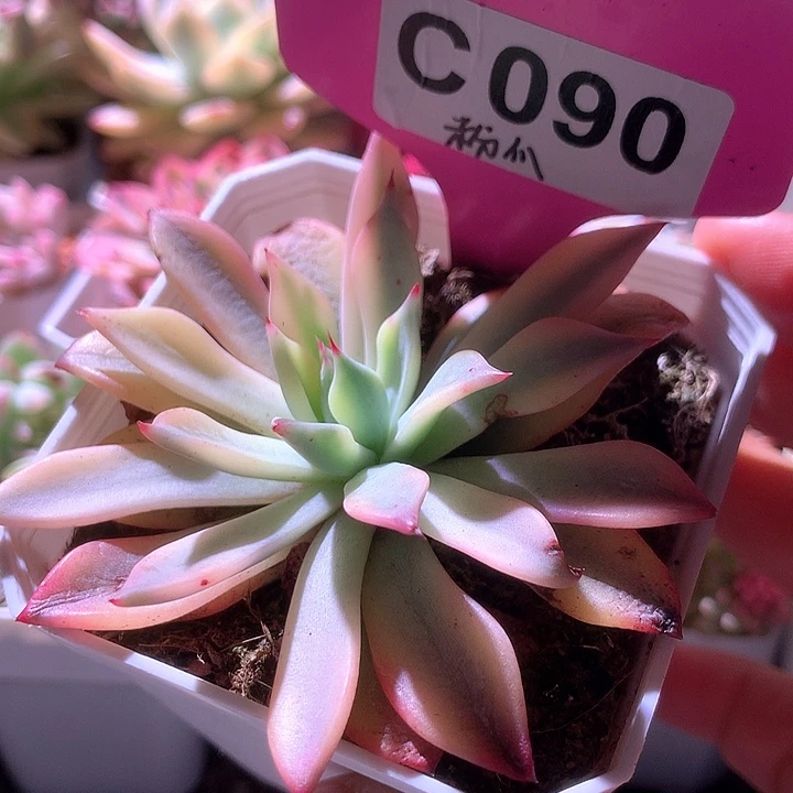 粉爪覆轮锦有根有