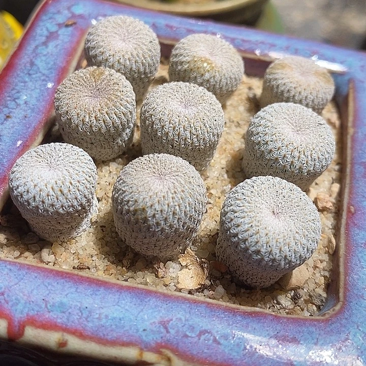 实生月世界一颗。