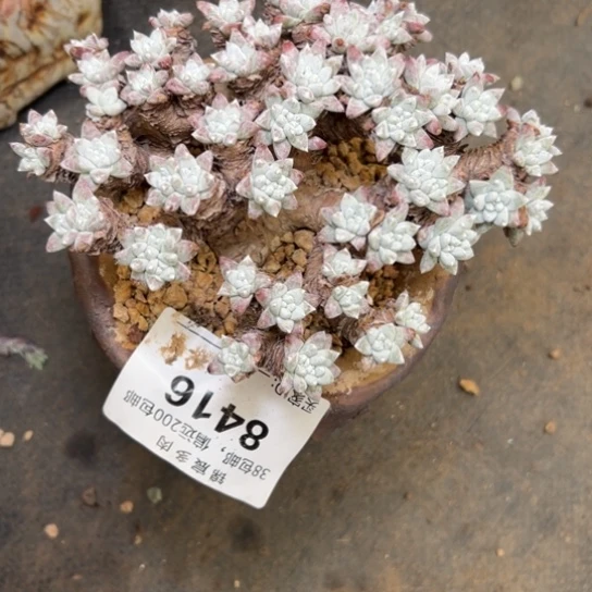 百**姐给姐姐带盆～谢谢姐姐7548