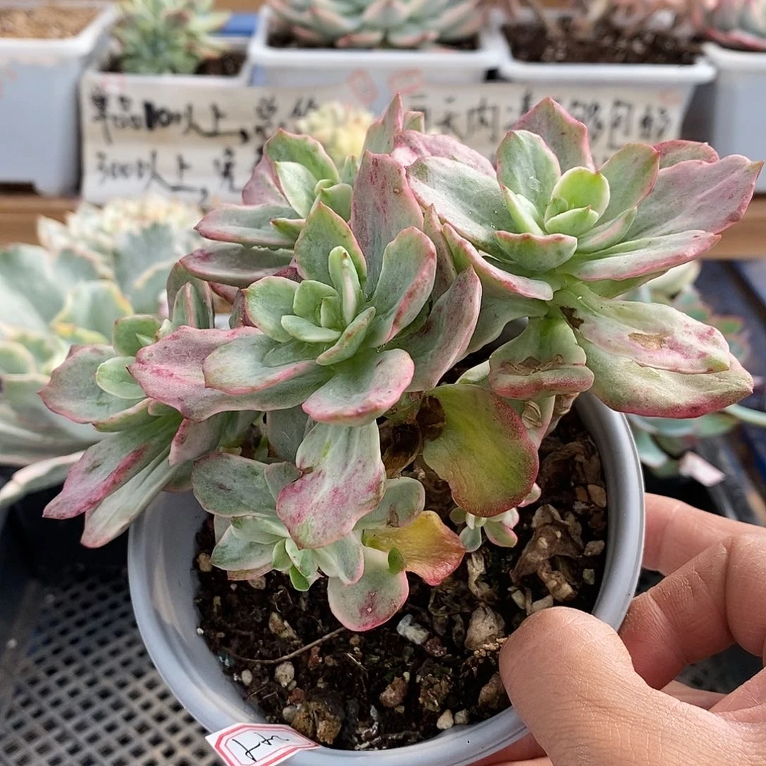 15299 红梅糊斑锦群