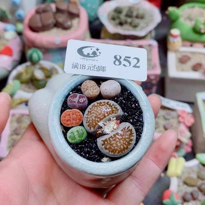 生石花花花花花花852