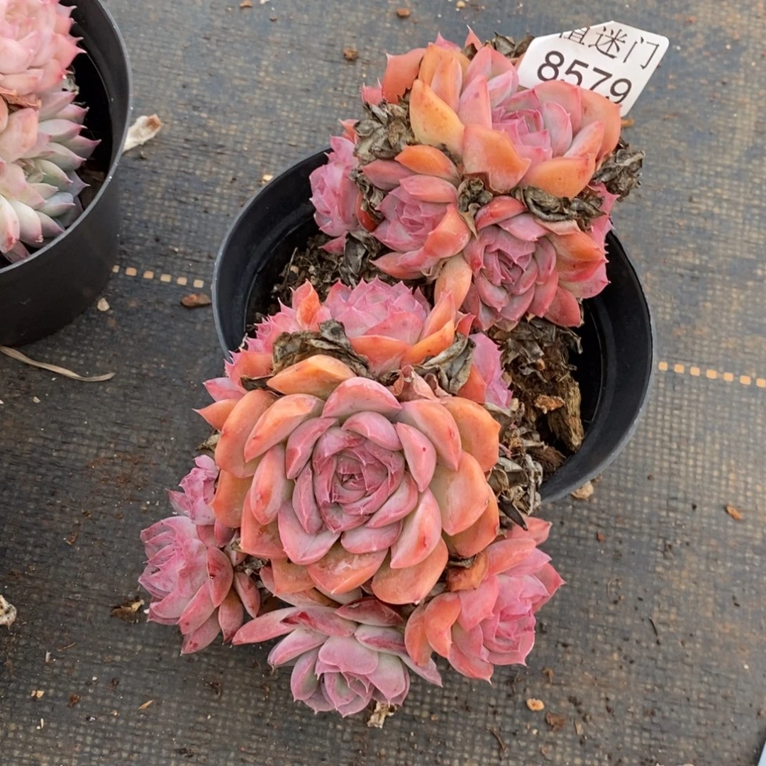 夕***美不包整散掉头8579~15厘米