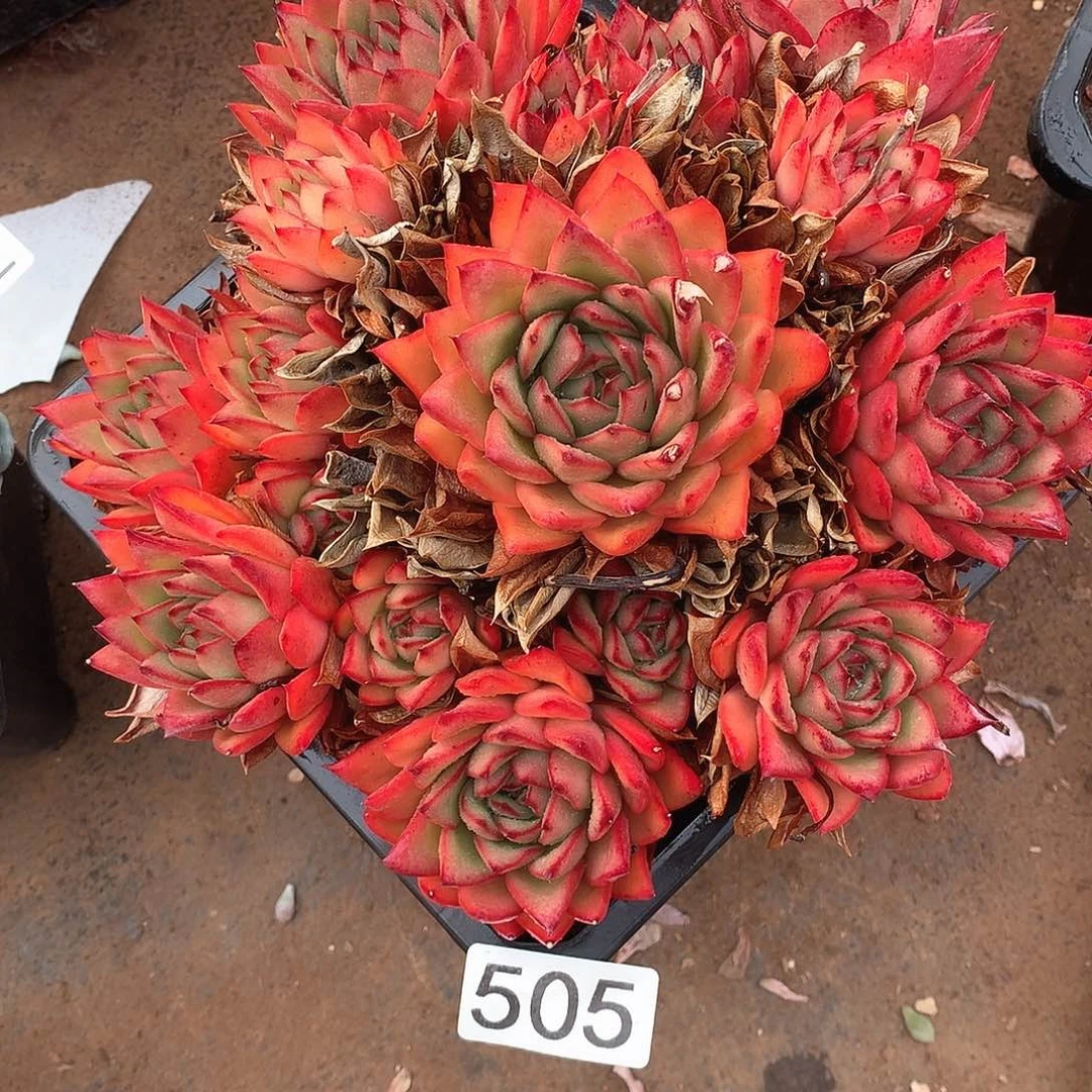 505 一物一拍多肉