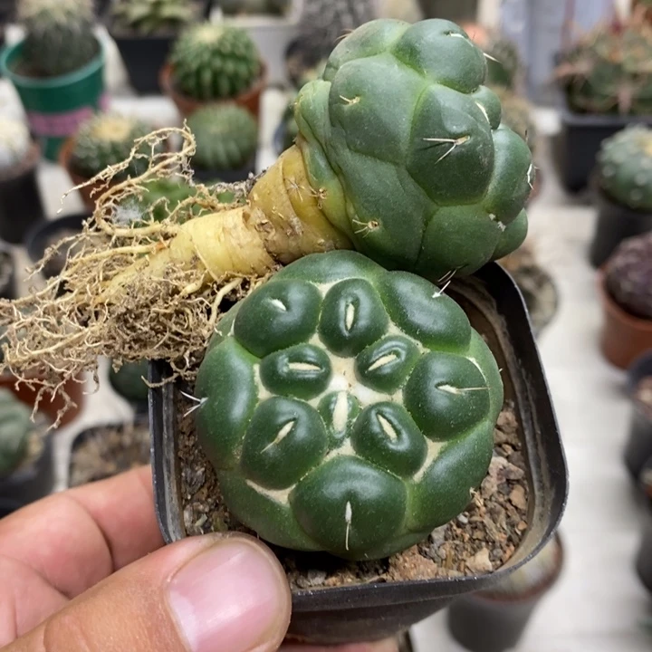 实生无刺象牙特价福利